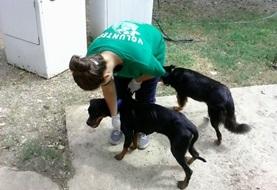 Vrijwilligerswerk in Jamaica:Diergeneeskunde & Dierenverzorgingsproject Vrijwilligerswerk in Jamaica: Diergeneeskunde & Dierenverzorgingsproject