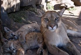 Vrijwilligerswerk in Argentinië:Diergeneeskunde & Dierenverzorging Vrijwilligerswerk in Argentinië: Diergeneeskunde & Dierenverzorging