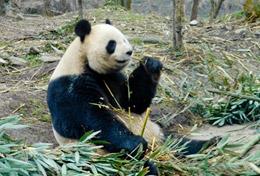 Vrijwilligerswerk in China:Ontmoet de beschermde reuzenpanda tijdens deze groepsreis met vrijwilligerswerk naar China. Ontmoet de beschermde reuzenpanda tijdens deze groepsreis met vrijwilligerswerk naar China.