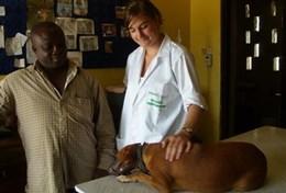 Vrijwilligerswerk in Ghana:In Ghana kun je vrijwilligerswerk doen binnen de diergeneeskunde en ervaring opdoen in een lokale dierenkliniek. In Ghana kun je vrijwilligerswerk doen binnen de diergeneeskunde en ervaring opdoen in een lokale dierenkliniek.