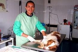 Vrijwilligerswerk in Roemenië:Doe ervaring op in de diergeneeskunde door vrijwilligerswerk te doen in Roemenië en mee te kijken met ervaren dierenartsen. Doe ervaring op in de diergeneeskunde door vrijwilligerswerk te doen in Roemenië en mee te kijken met ervaren dierenartsen.