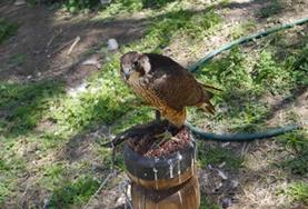 Vrijwilligerswerk in Mexico:Diergeneeskunde & Dierenverzorging Vrijwilligerswerk in Mexico: Diergeneeskunde & Dierenverzorging