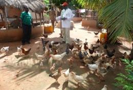 Landbouw projecten in het buitenland:Een landbouw vrijwilliger help mee bij de dagelijkse taken op een boerderij in Togo. Een landbouw vrijwilliger help mee bij de dagelijkse taken op een boerderij in Togo.