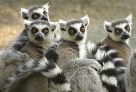 Vrijwilligerswerk in Madagaskar:In het regenwoud van Madagaskar kom je de meest bijzondere dieren tegen als je vrijwilligerswerk doet op het natuurbehoud project. In het regenwoud van Madagaskar kom je de meest bijzondere dieren tegen als je vrijwilligerswerk doet op het natuurbehoud project.