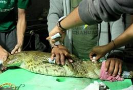 Vrijwilligerswerk in Peru:Help lokale dierenartsen bij de behandeling van dieren tijdens dit vrijwilligersproject in peru. Help lokale dierenartsen bij de behandeling van dieren tijdens dit vrijwilligersproject in peru.